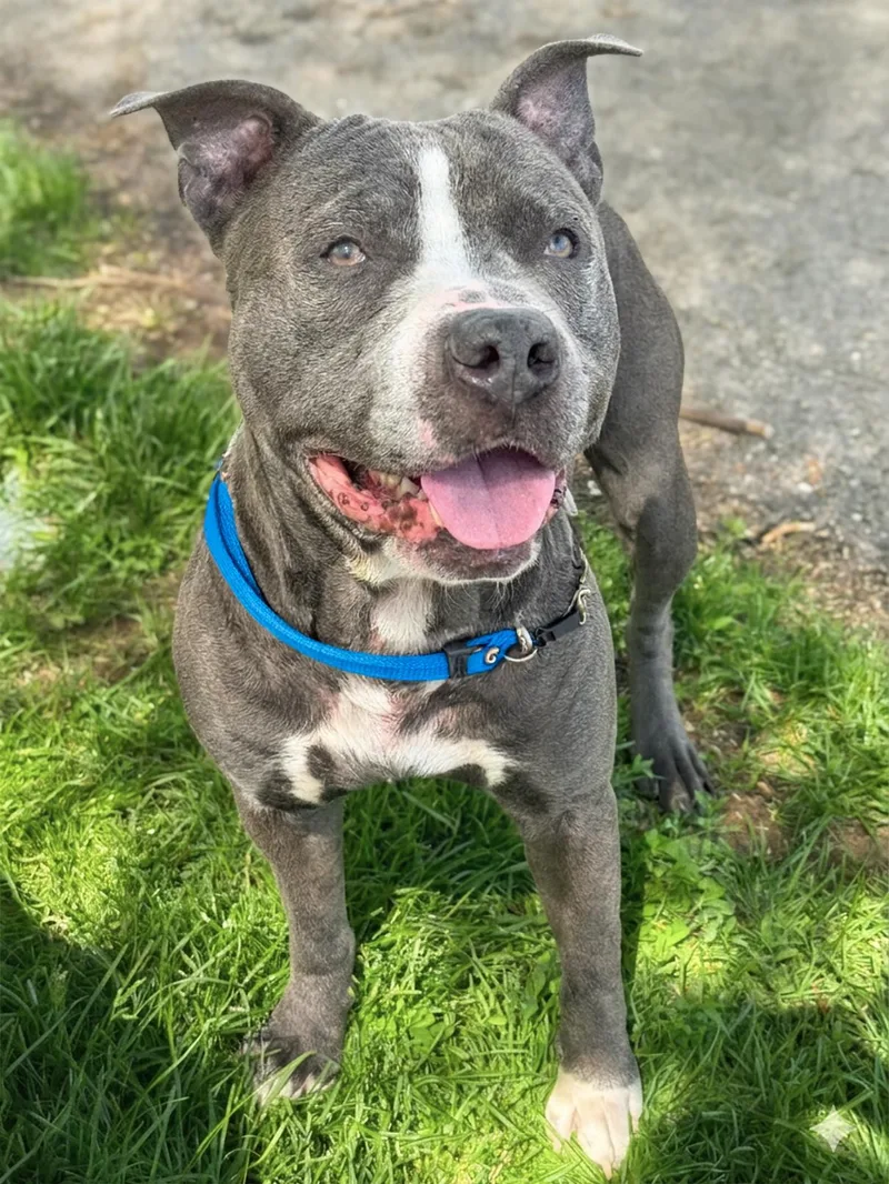 An adult large-sized male Gray / Blue / Silver Pit Bull Terrier dog named Newman for adoption in Anderson, IN