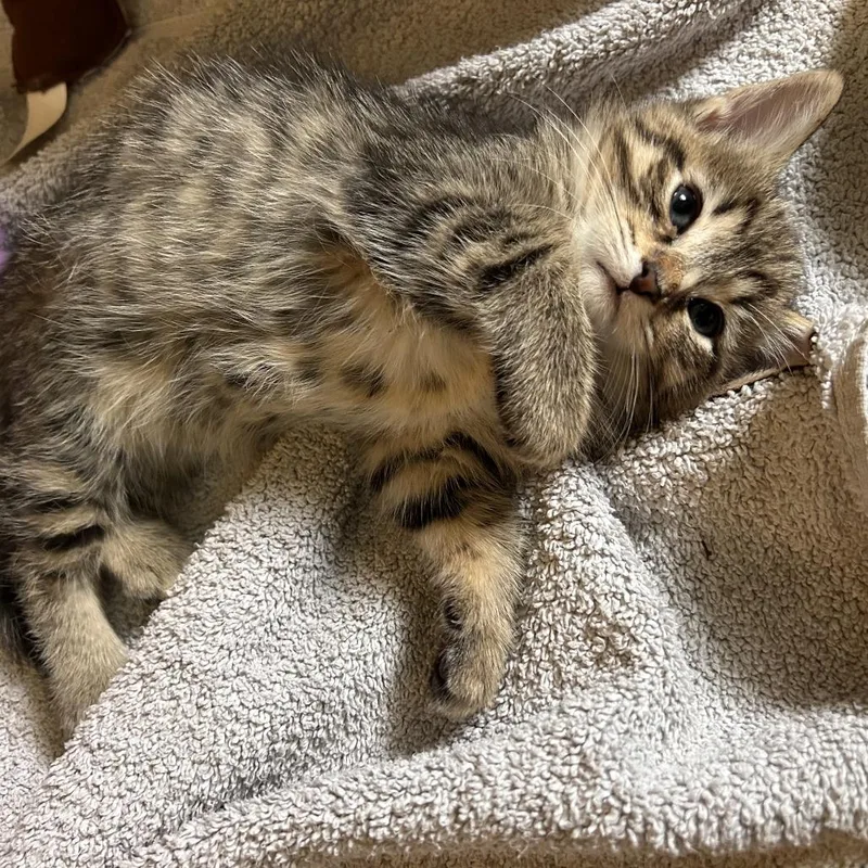 A baby small-sized female Brown / Chocolate Domestic Short Hair cat named Succulent for adoption in St. Paul, MN