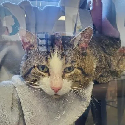 Jason Statham thumbnail 2