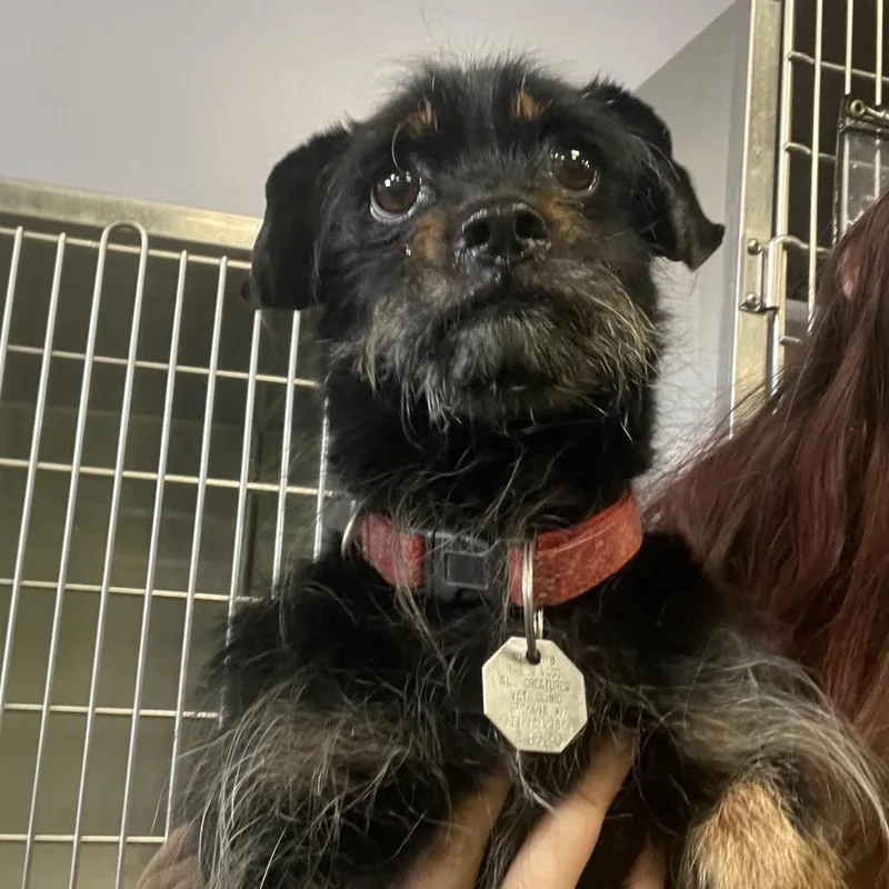 An adult small-sized male Black Dachshund (Miniature Long Haired) dog named Mr. Big Stuff for adoption in Spokane, WA