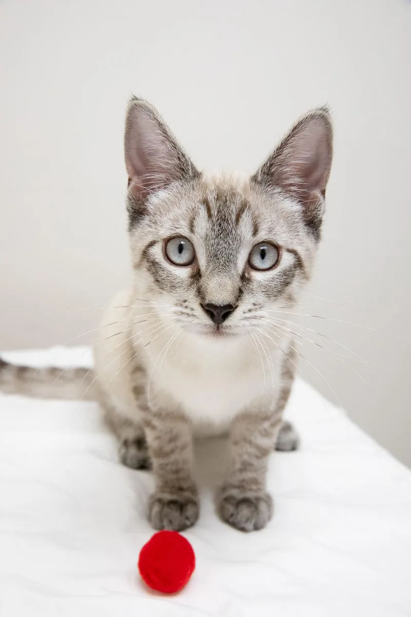 A baby medium-sized female Cream / Ivory Siamese cat named Orchid for adoption in Montclair, NJ