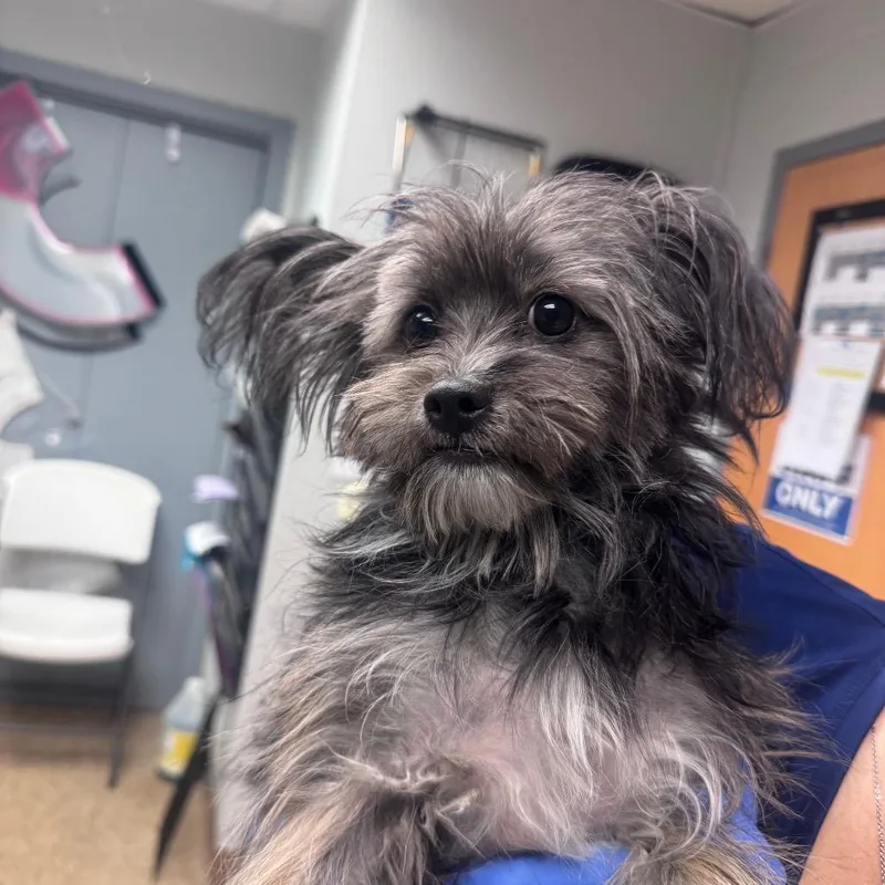 A young small-sized female Gray / Blue / Silver Mixed Breed dog named Angelica for adoption in Birdsboro, PA