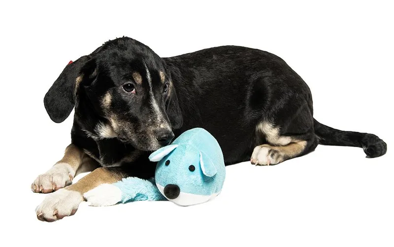 A baby medium-sized male Beagle dog named Whitt for adoption in Cookeville, TN