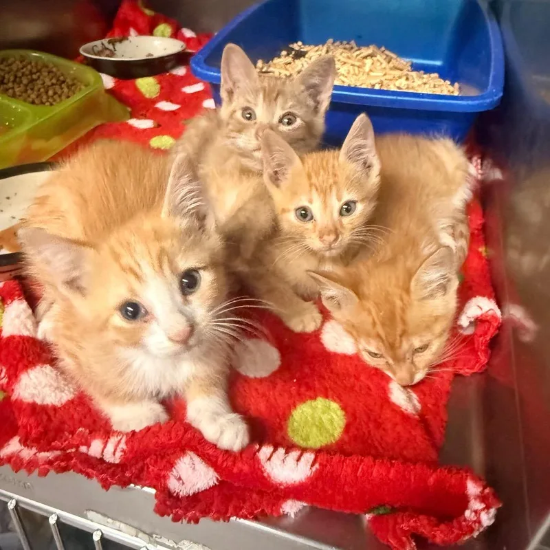 A baby small-sized male Orange / Red Domestic Short Hair cat named Leaf for adoption in Flagstaff, AZ