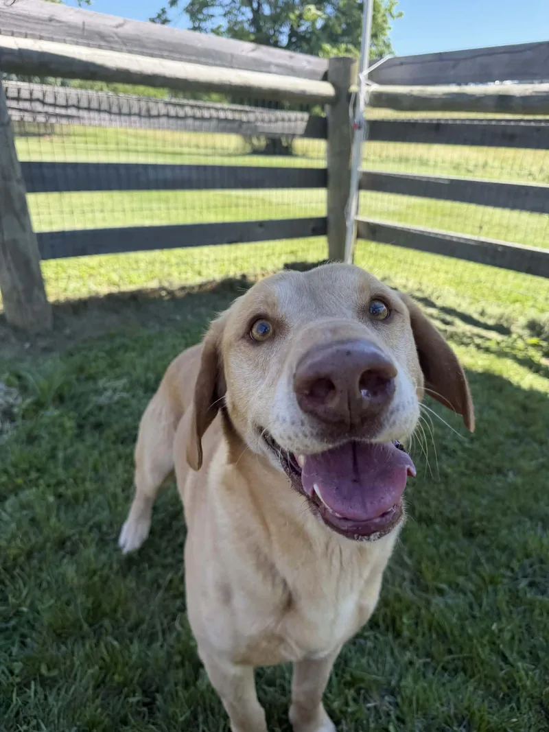 An adult large-sized male Yellow Labrador Retriever dog named Moose for adoption in Shelbyville, KY