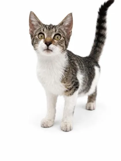 A young small-sized male Domestic Short Hair cat named Rambo for adoption in Bowling Green, KY