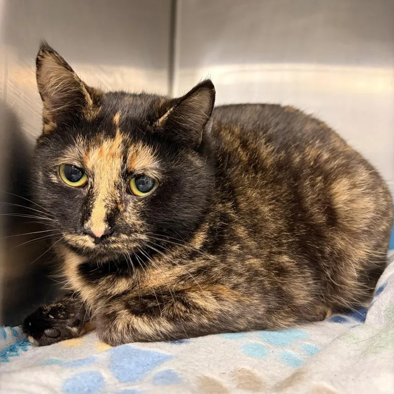 An adult medium-sized female Tortoiseshell Domestic Short Hair cat named Glimmer for adoption in Franklin, NC