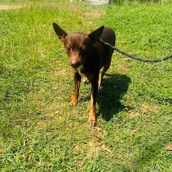 Odie