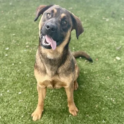 A young large-sized male Pit Bull Terrier dog named Rufus for adoption in Red Bluff, CA