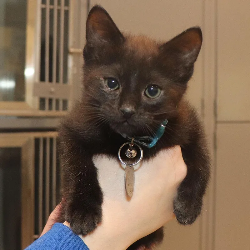 A baby small-sized male Domestic Short Hair cat named Pickles for adoption in Port Washington, NY