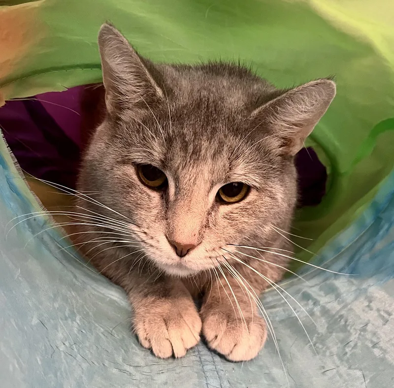 An adult medium-sized female Dilute Tortoiseshell Domestic Short Hair cat named Blue for adoption in Seville, OH