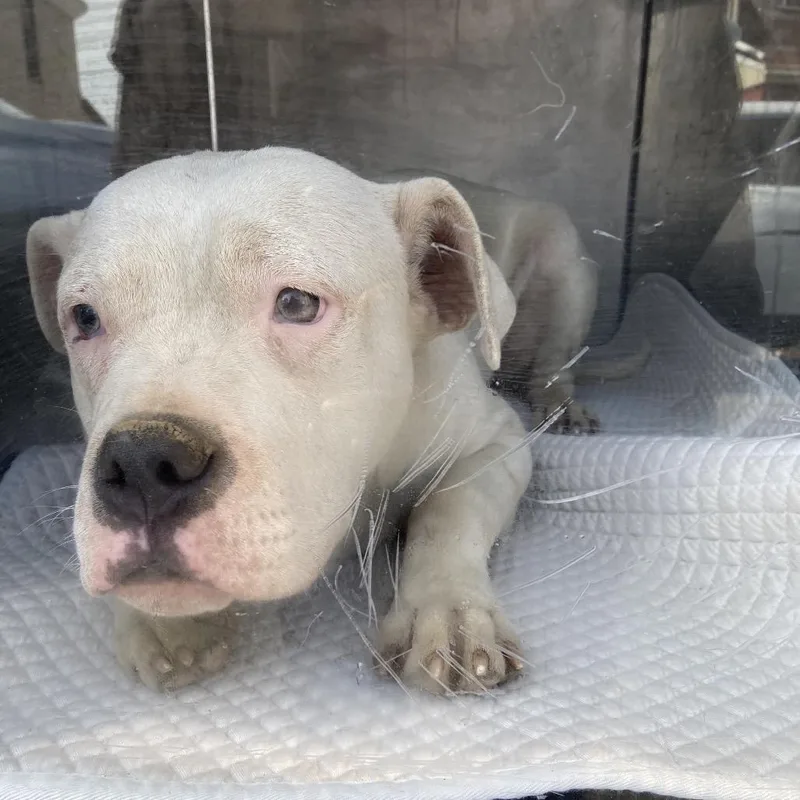 A young medium-sized male White / Cream Mixed Breed dog named Trever for adoption in Philadelphia, PA