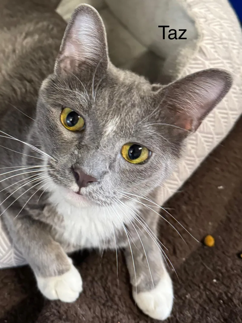 Taz