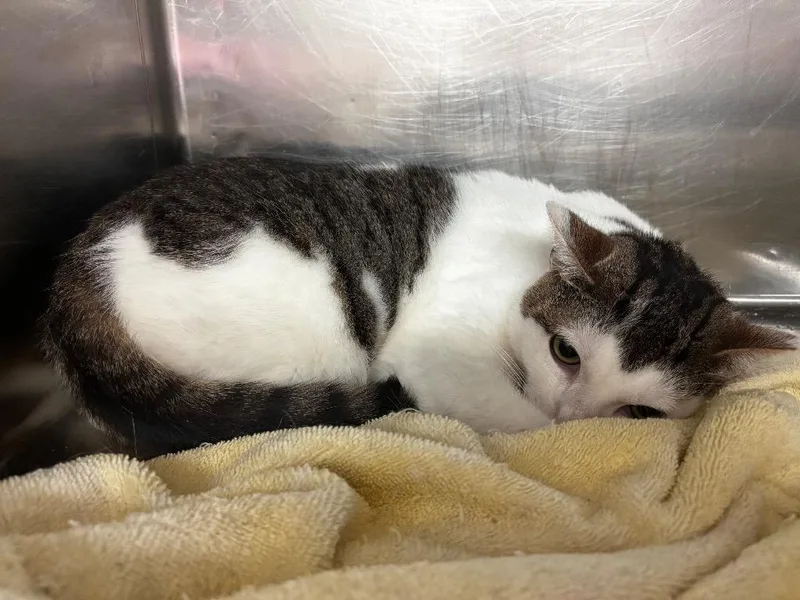 A young medium-sized female Domestic Short Hair cat named Wisp for adoption in Lima, OH