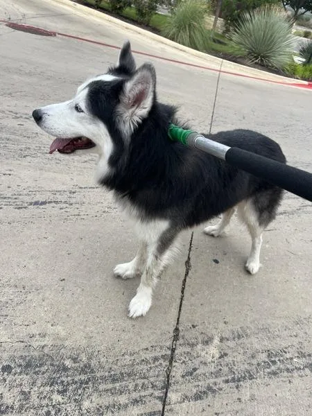 An adult large-sized male Siberian Husky dog named Luxe for adoption in Austin, TX