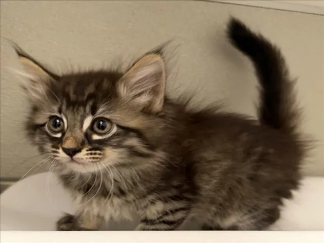 A baby small-sized female Domestic Medium Hair cat named Vivian for adoption in Tracy, CA