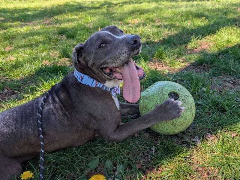A senior medium-sized male Pit Bull Terrier dog named Carebear for adoption in santa monica, CA