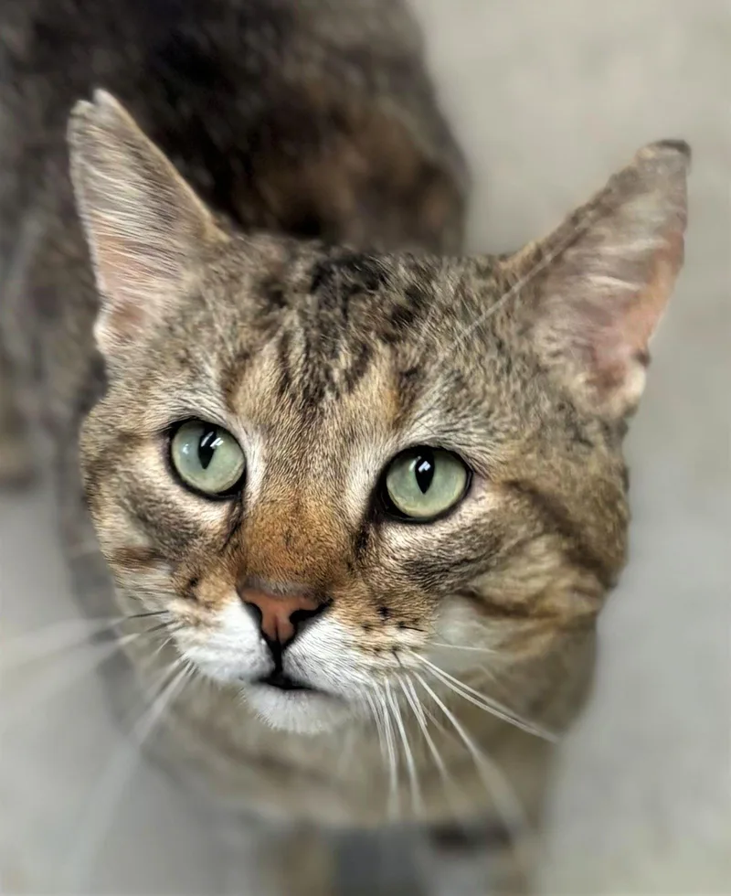 An adult medium-sized male Domestic Short Hair cat named Blade for adoption in Iowa City, IA