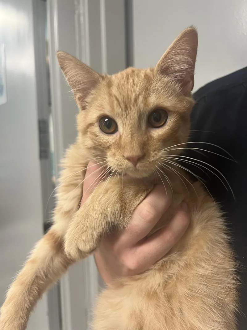 A baby medium-sized male Orange / Red Domestic Medium Hair cat named Rocket Man for adoption in Ashland, VA