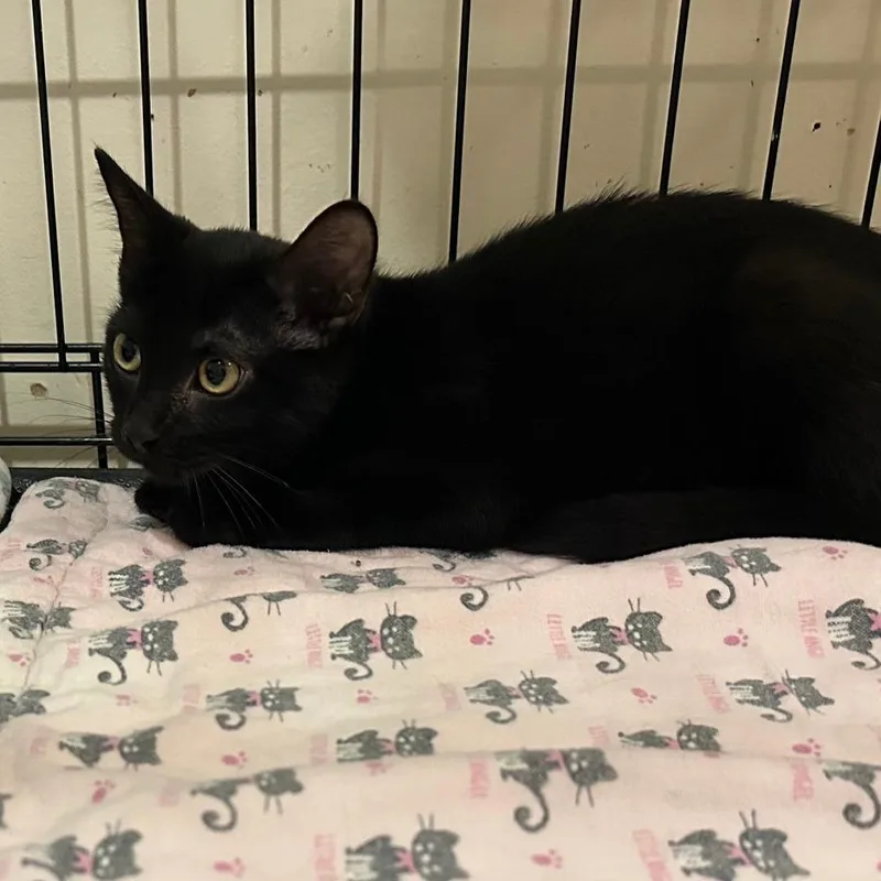 A baby small-sized female Black Domestic Short Hair cat named Janie for adoption in Durham, NC