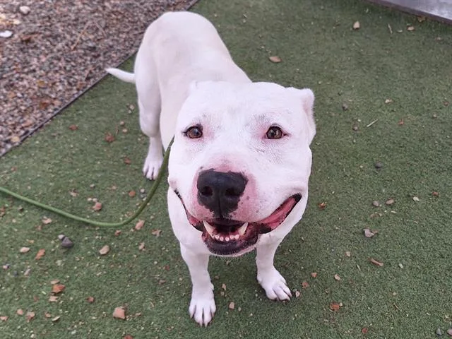 An adult large-sized male Dogo Argentino dog named Legacy for adoption in Phoenix, AZ