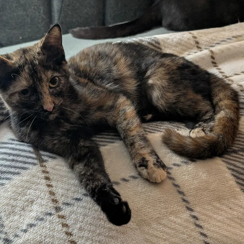 A baby small-sized female Tortoiseshell Domestic Short Hair cat named Myrtle for adoption in Bel Air, MD