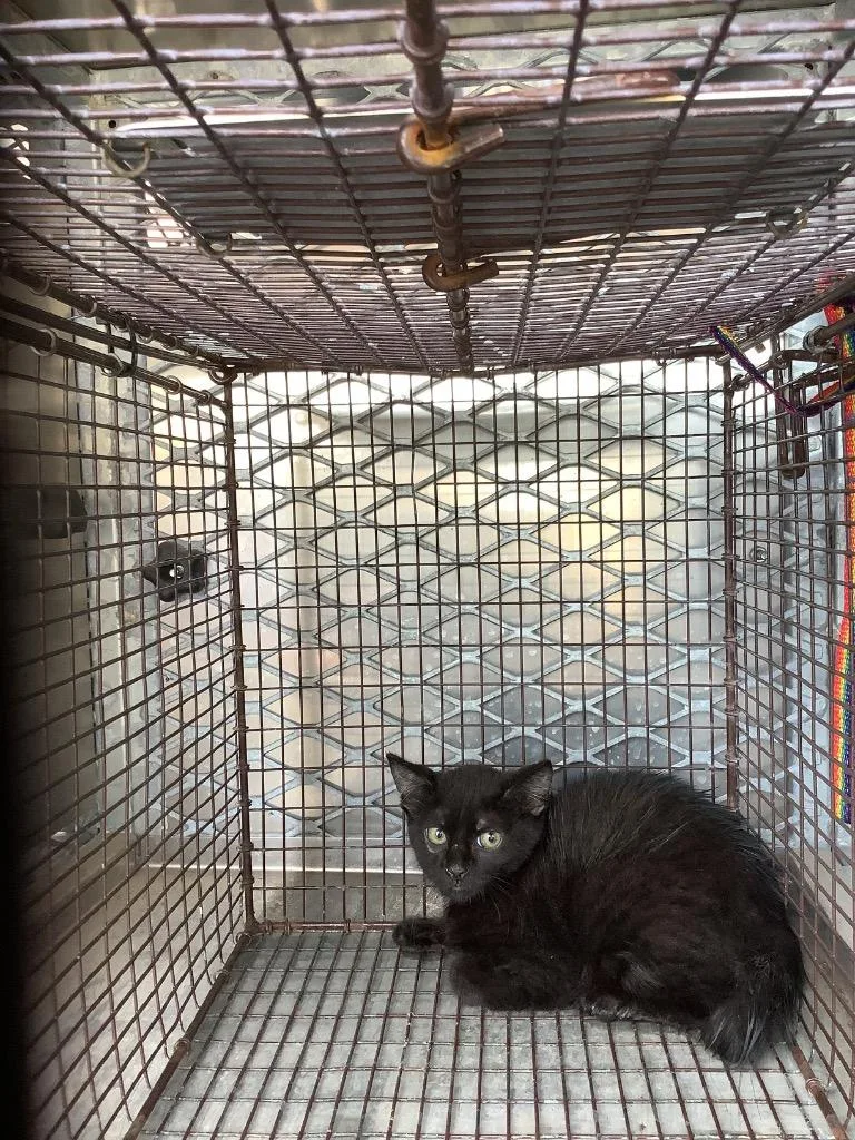 A baby small-sized female Domestic Short Hair cat named Jerrylina for adoption in New Braunfels, TX