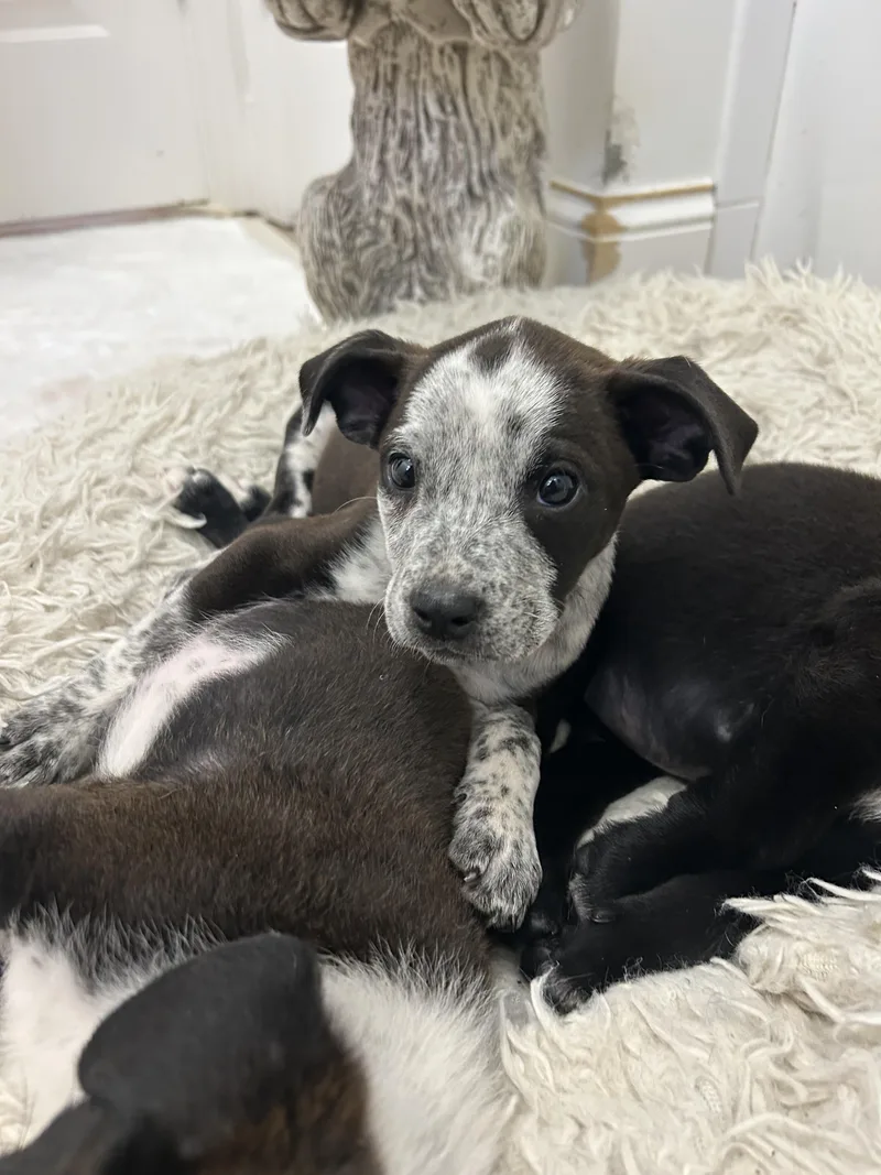 A baby small-sized male Australian Cattle Dog / Blue Heeler dog named Alfalfa for adoption in Winder, GA
