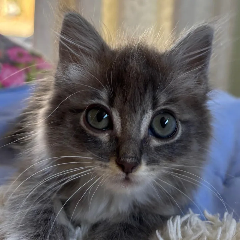 A baby small-sized female Domestic Medium Hair cat named Sally for adoption in Redwood City, CA