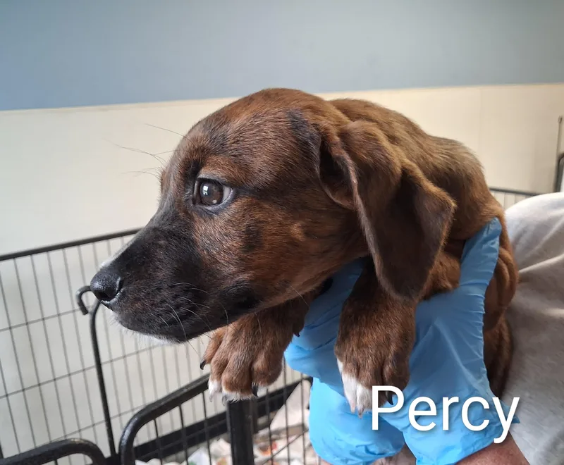 A baby medium-sized male Labrador Retriever dog named Percy for adoption in Maynardville, TN