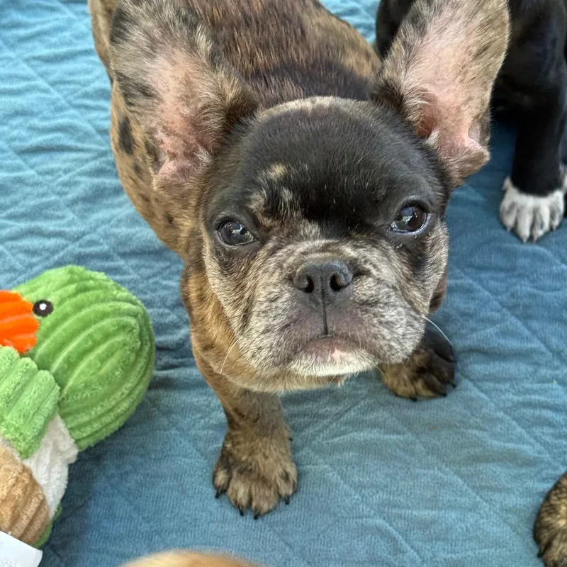 A baby small-sized female Brown / Chocolate French Bulldog dog named Minnie for adoption in Sacramento, CA