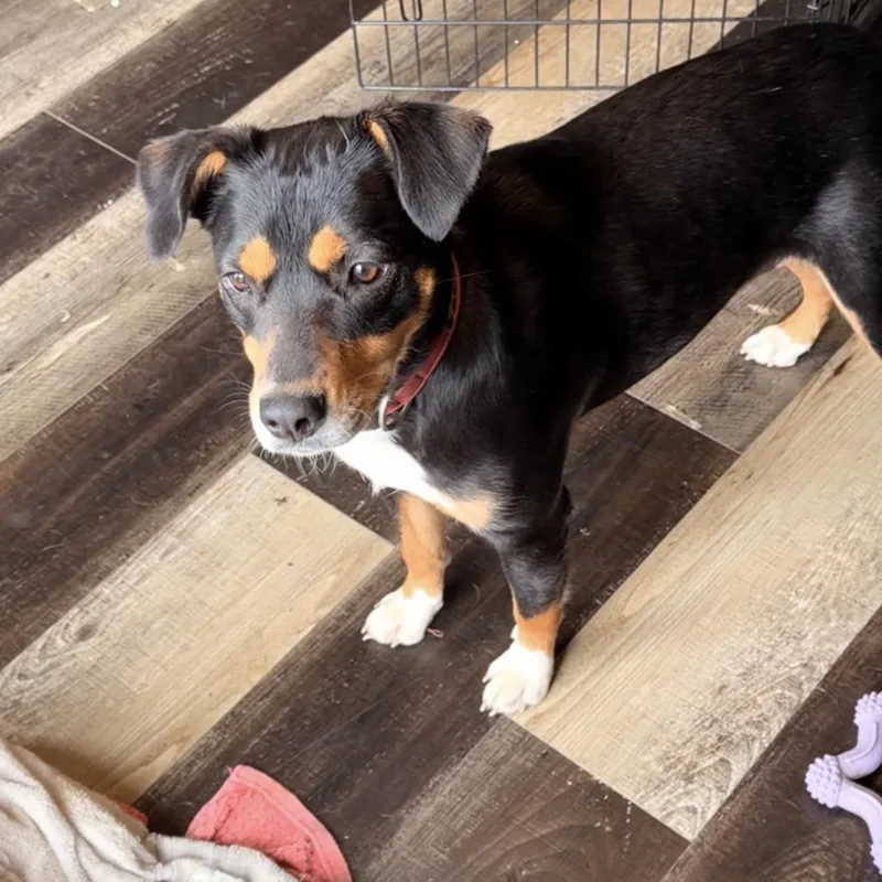 Mama Pepper thumbnail 2