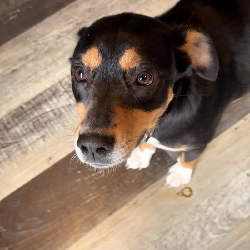 Mama Pepper thumbnail 3