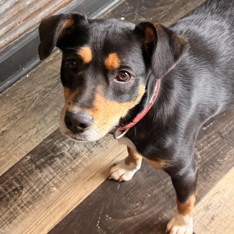 Mama Pepper thumbnail 4