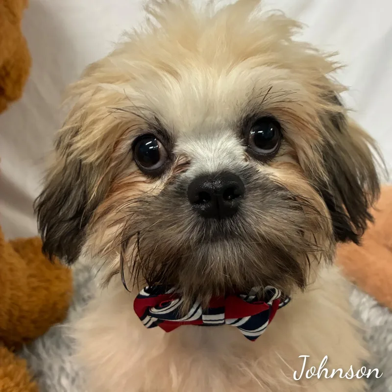 A baby small-sized male Lhasa Apso dog named Johnson for adoption in Fredericksburg, VA