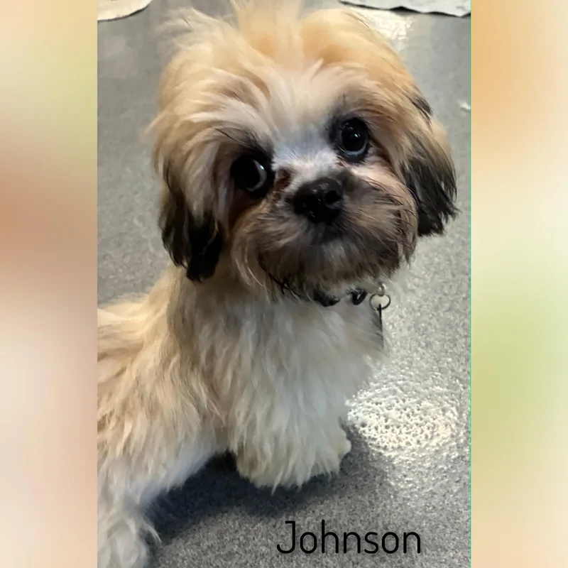 Johnson thumbnail 6