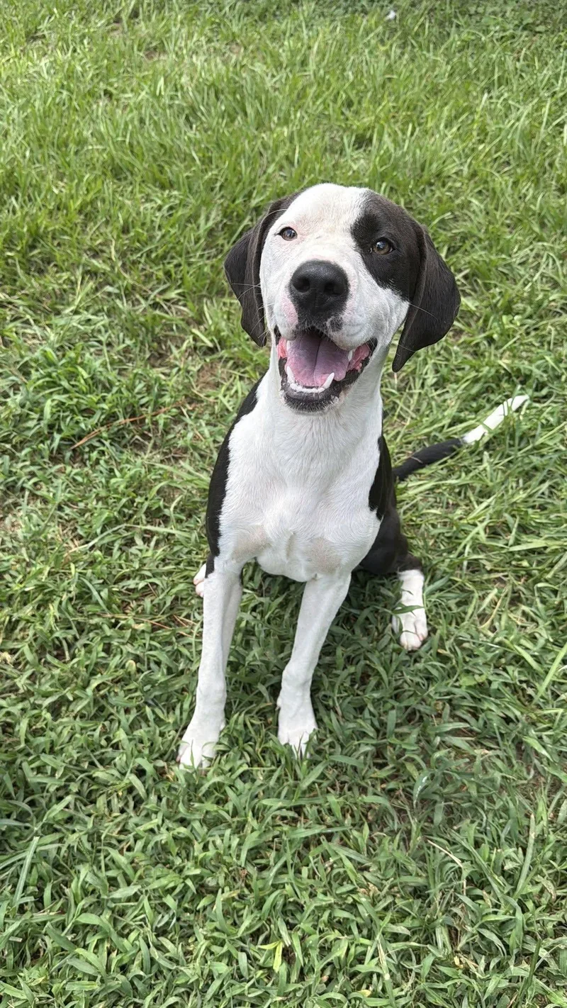 A young medium-sized female Labrador Retriever dog named Nova for adoption in Augusta, ME