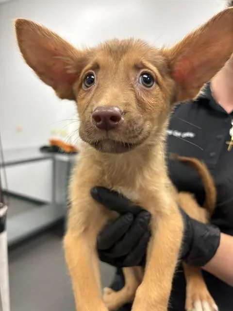 A baby small-sized female German Shepherd Dog dog named Venecia for adoption in Corpus Christi, TX