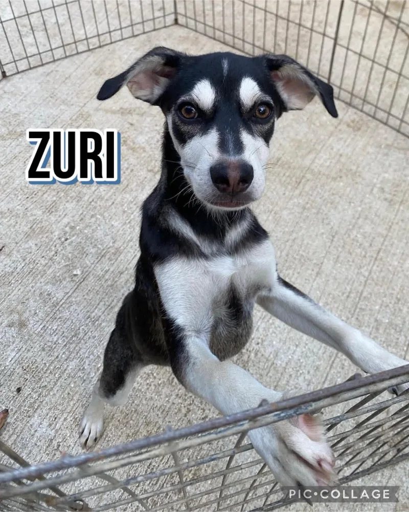 Zuri thumbnail 2