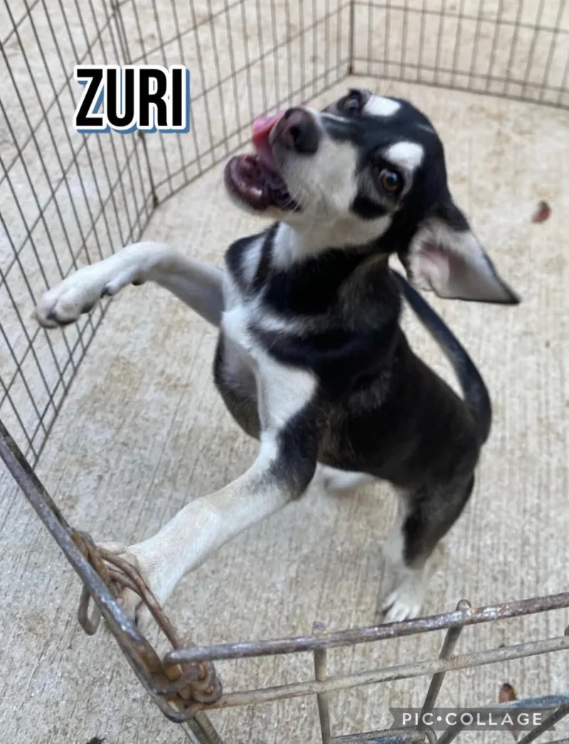 Zuri thumbnail 3