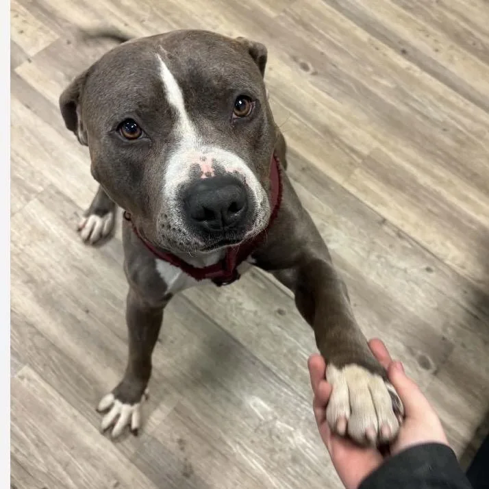 An adult medium-sized male Pit Bull Terrier dog named Ace for adoption in Hagerstown, MD