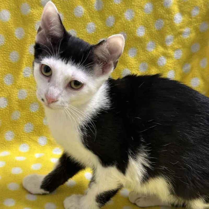 A baby small-sized male Black Domestic Short Hair cat named Carlton for adoption in Matteson, IL
