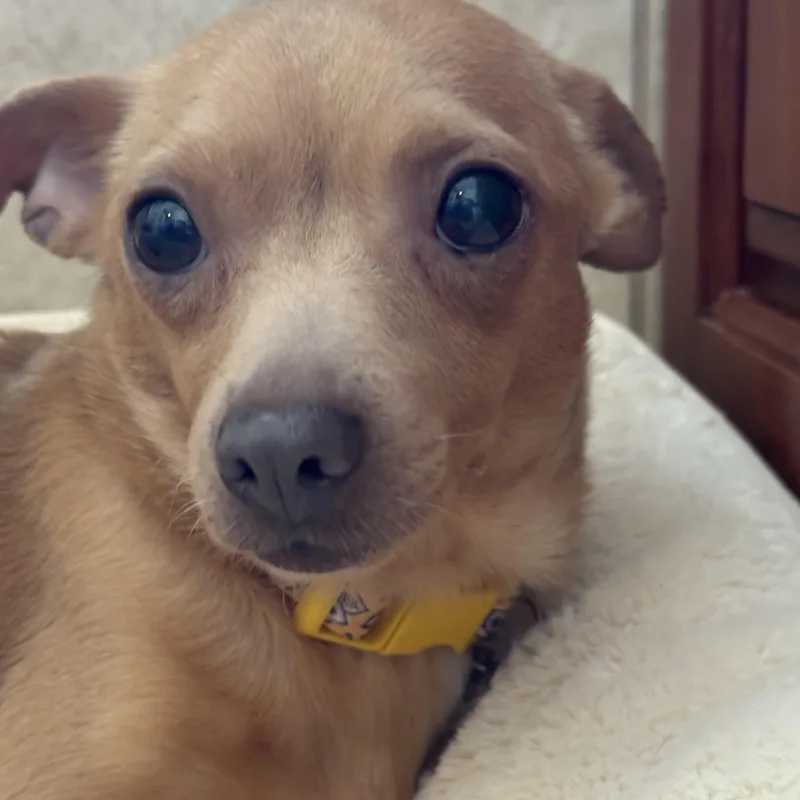 An adult small-sized female Yellow / Tan / Blond / Fawn Chihuahua dog named Jane for adoption in Sonora, CA