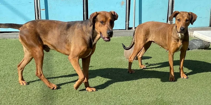 Ember & Bailey thumbnail 2