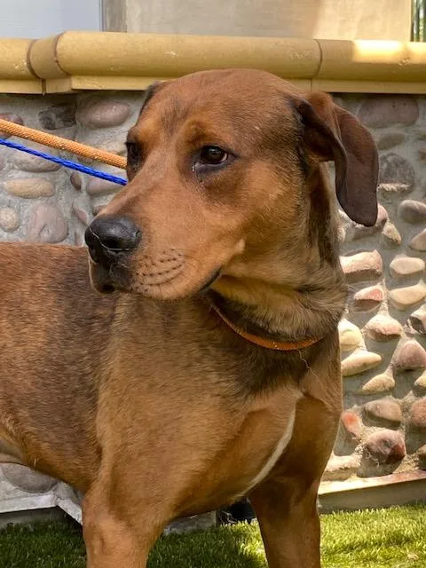 An adult large-sized female Yellow / Tan / Blond / Fawn Redbone Coonhound dog named Ember & Bailey for adoption in Ventura, CA