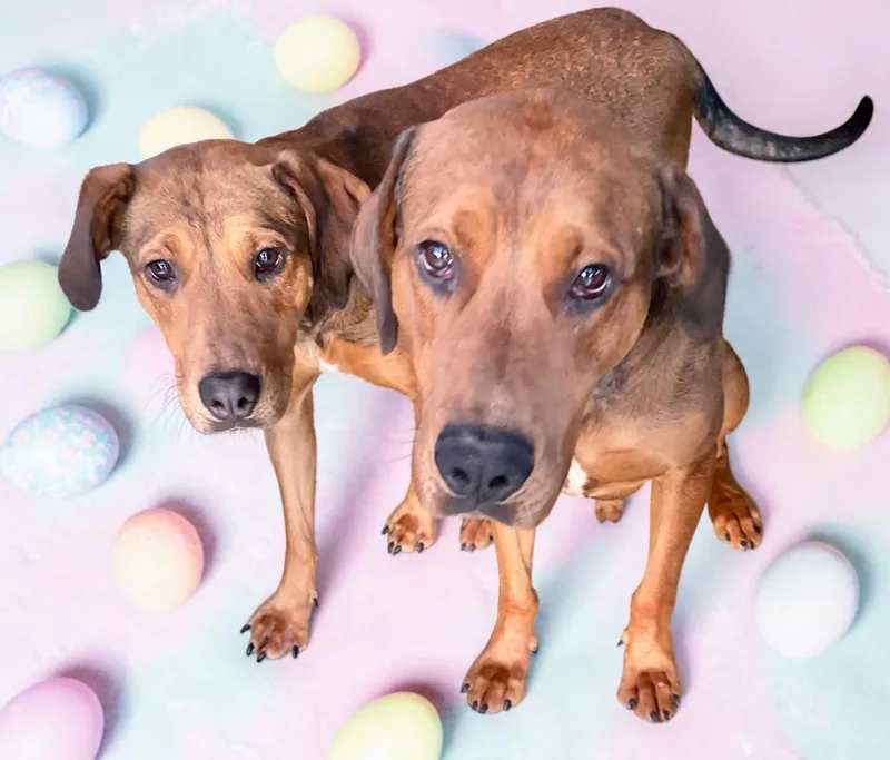 Ember & Bailey thumbnail 5