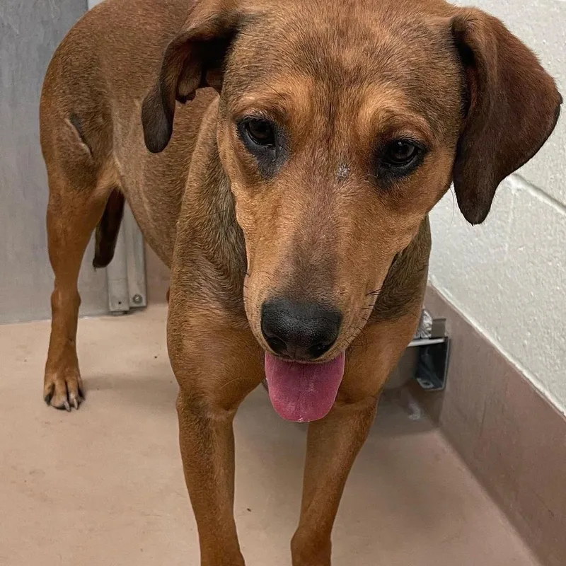 Ember & Bailey thumbnail 6