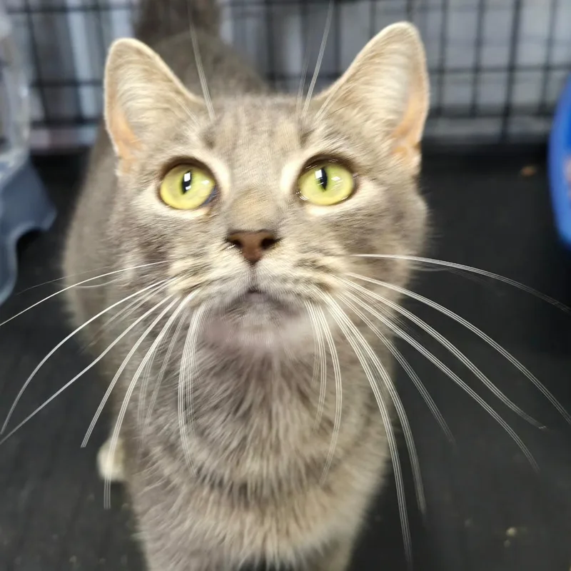 A young medium-sized female Tabby (Gray / Blue / Silver) Domestic Short Hair cat named Monkey for adoption in SNOW HILL, NC