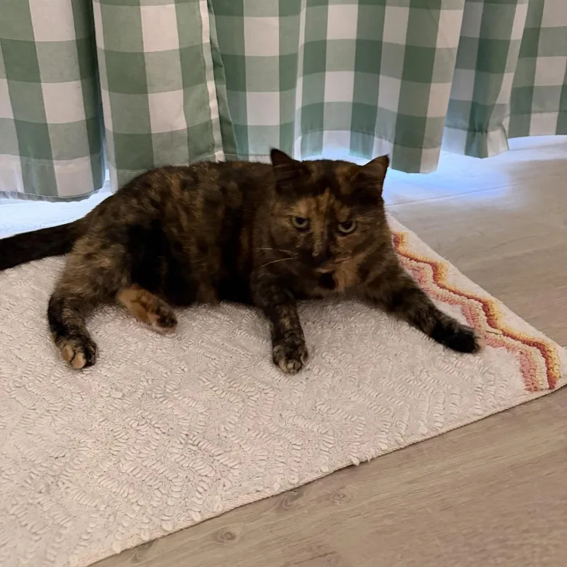 A senior medium-sized female Tortoiseshell Domestic Short Hair cat named Zora for adoption in Lynchburg, VA