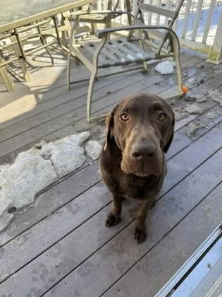 An adult large-sized female Labrador Retriever dog named Emmie for adoption in Lowell, MA